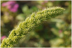 Setaria italica